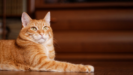 Similar image 21370153