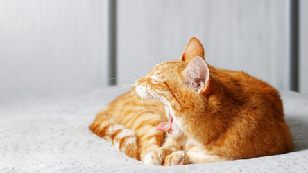 Similar image 21370156