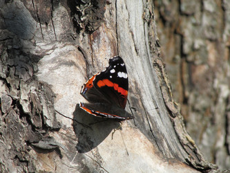 Similar image 21352734