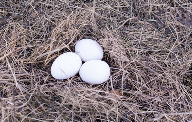 Similar image 21354310