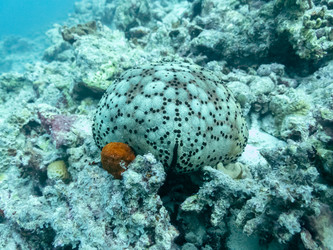 Similar image 21351552