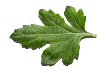 Similar image 21352790