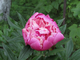 Similar image 21353837