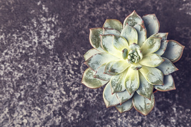 Similar image 21354779