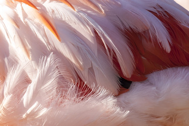 Similar image 21354250