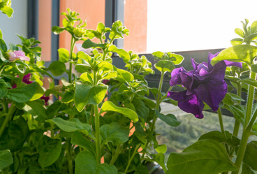 Similar image 21355552