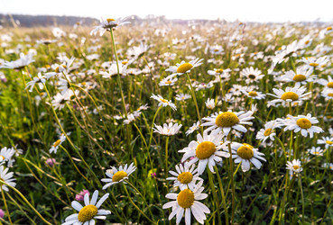 Similar image 21355554