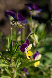 Similar image 21355632