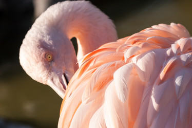 Similar image 21354864