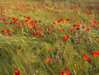 Similar image 21356890