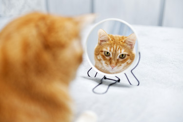 Similar image 21369964