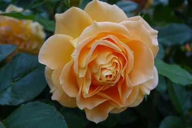 Similar image 21356338