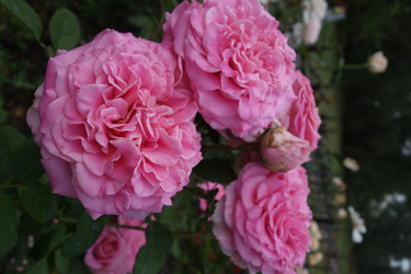 Similar image 21356339