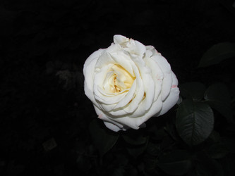 Similar image 21355482