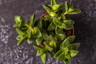 Similar image 21355716