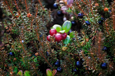 Similar image 21362210