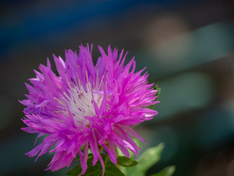 Similar image 21357463