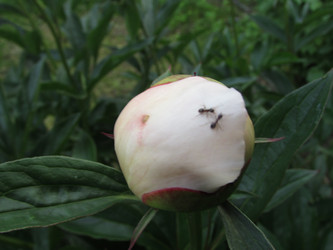 Similar image 21359307