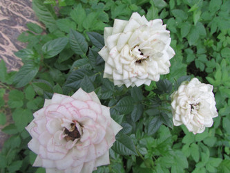 Similar image 21358269