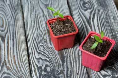 Similar image 21360704