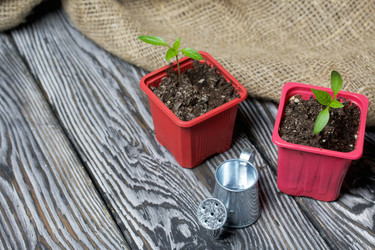 Similar image 21360705