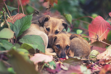 Similar image 21362304