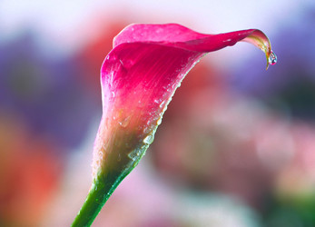 Similar image 21375580