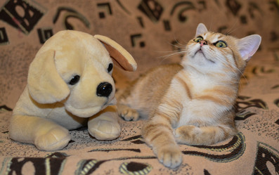 Similar image 21370729