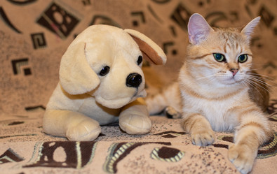 Similar image 21370730