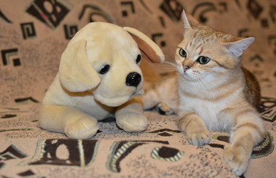 Similar image 21370732