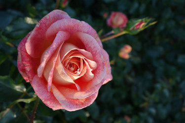 Similar image 21368901