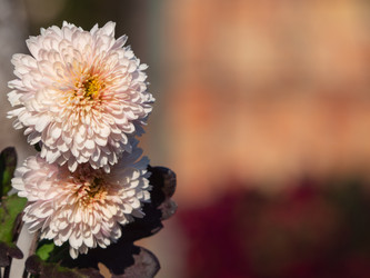 Similar image 21359962