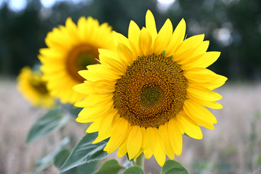 Similar image 21370102