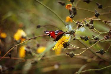 Similar image 21370014