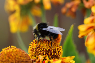 Similar image 21370018