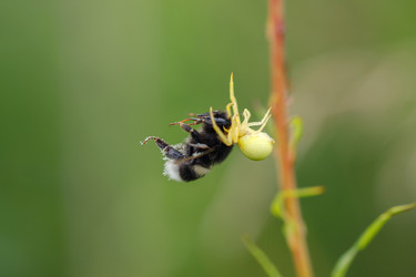 Similar image 21370024