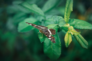 Similar image 21370044