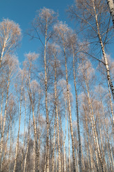 Similar image 21375735