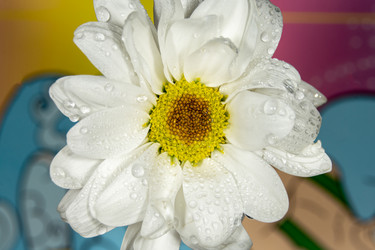 Similar image 21369102