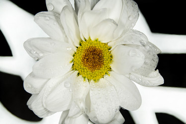 Similar image 21369107