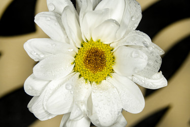 Similar image 21369108