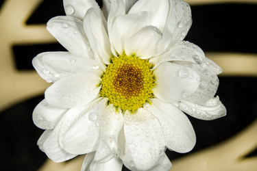 Similar image 21369110