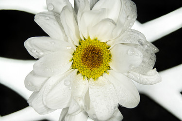 Similar image 21369111