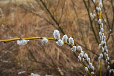 Similar image 21369135