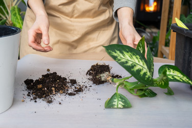 Similar image 21370525