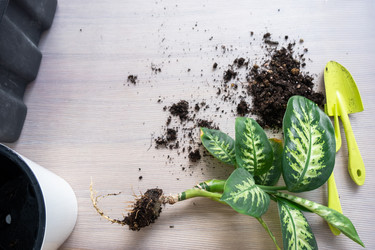 Similar image 21370541