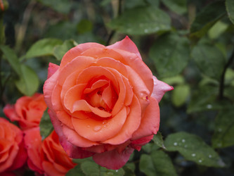 Similar image 21367019