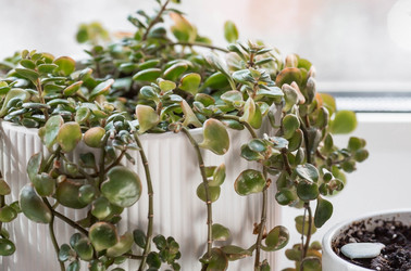 Similar image 21381529