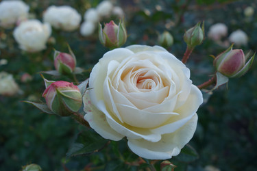 Similar image 21375619