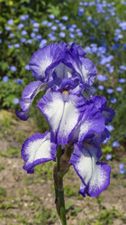 Similar image 21376062